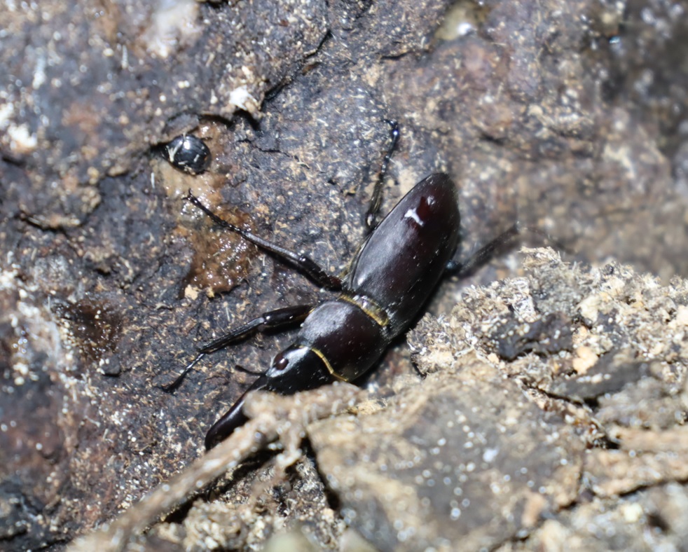 コクワガタ♂_(8 根元付近)_蔦が生えたクヌギ-ほったらかしの森_2023年10月19日18時40分気温17.3度